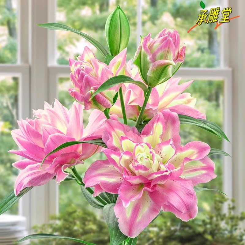 重瓣香水百合花种球四季好
