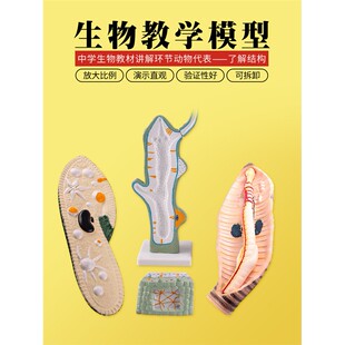 可普 生物模型草履虫水螅蚯蚓教学演示仪器教具环节动物微生物放