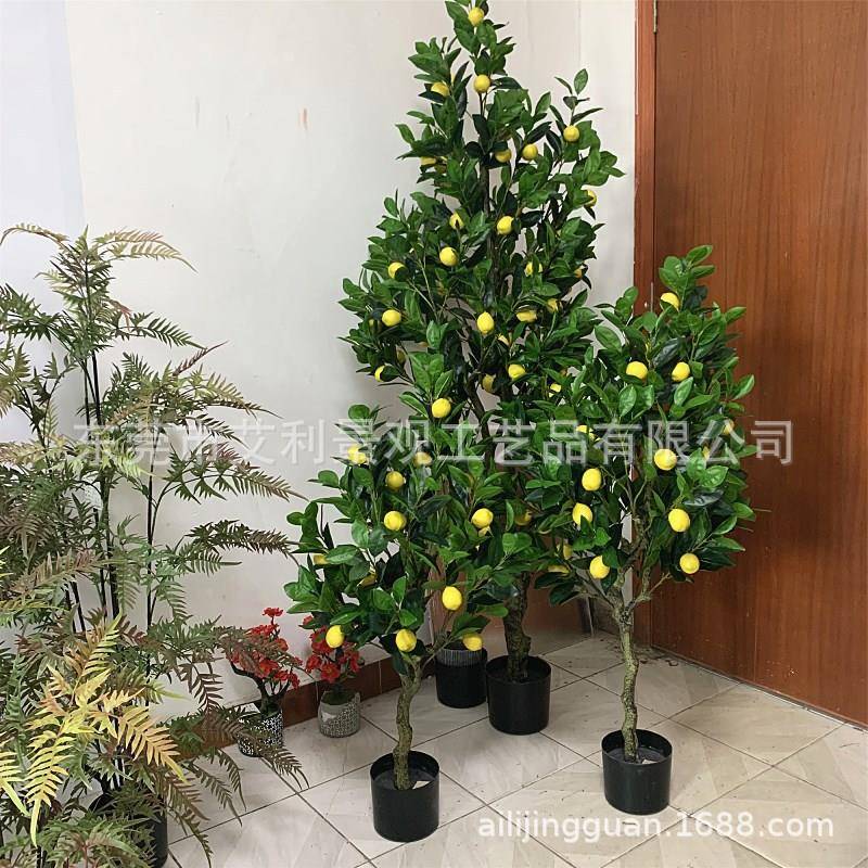 柠檬树枝盆绿栽AL-30园林景院植物果树室观内庭装饰假树植