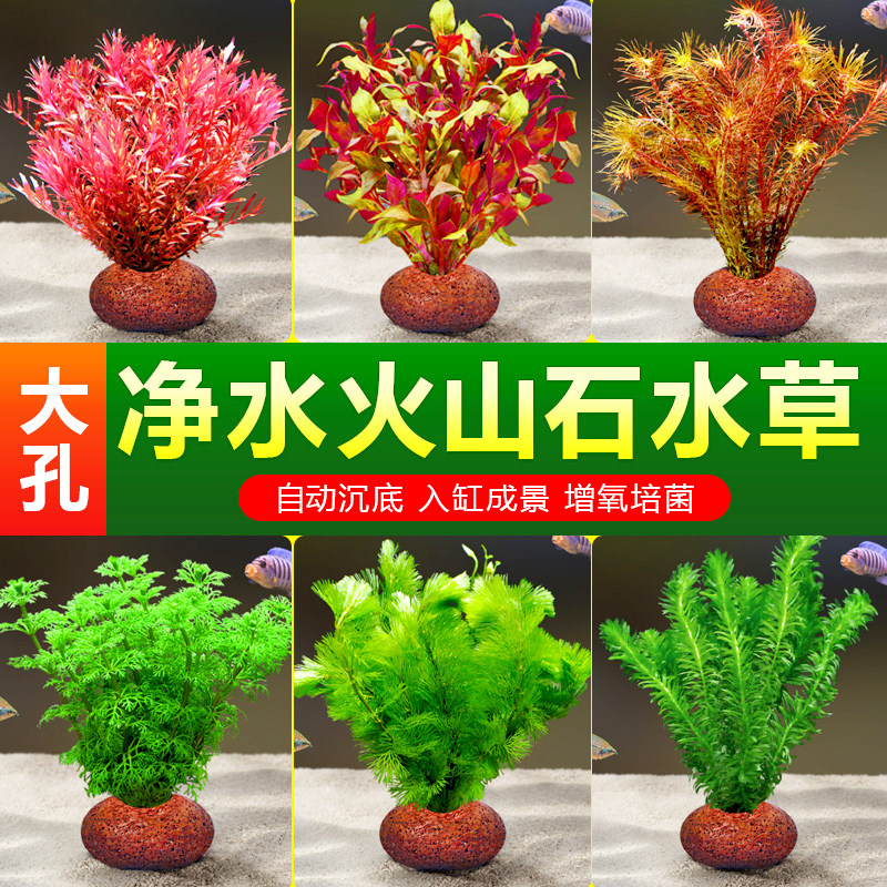 速发水草植物鱼缸造景草山石真草质培蜈蚣火水榕阴性绿菊净化水水