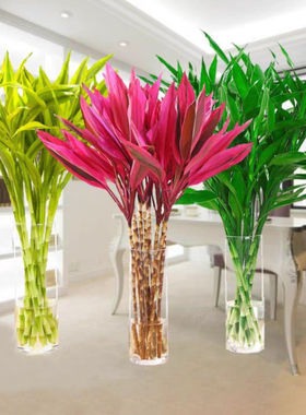 速发叶竹鸿运竹红色富贵竹室内水培紫物红植朱蕉转运客厅招财净化