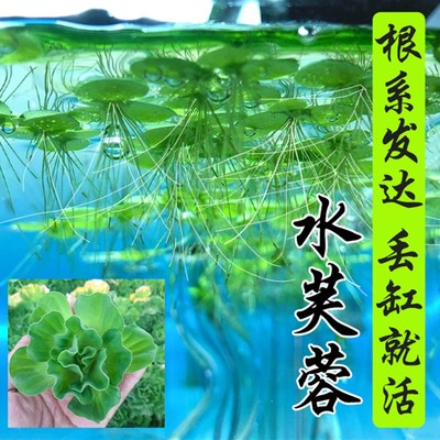 速发水芙蓉水草水物水上叶鱼缸造景植培植物浮萍圆叶萍法葫芦古水