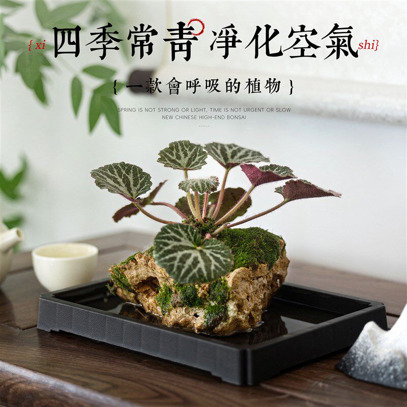 菖蒲吸水石绿植水培植物r狼尾蕨盆栽懒人好养耐阴镜面草虎耳草盆