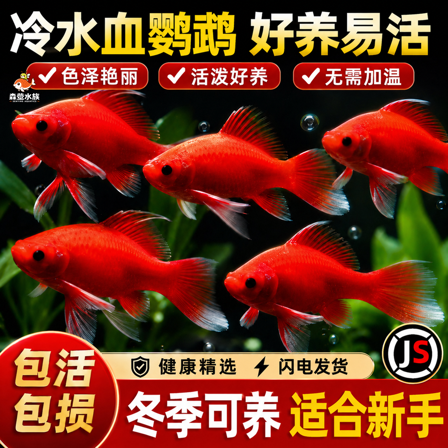 冷水鹦鹉鱼淡水鱼好养易活发财鱼锦鲤活体金鱼草金苗冷水观赏鱼