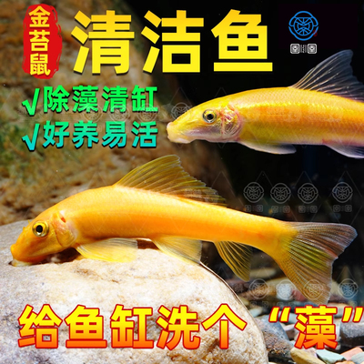 金苔鼠鱼清道夫吃鱼缸青苔垃圾除藻清洁工具鱼活体热带小型淡水鱼