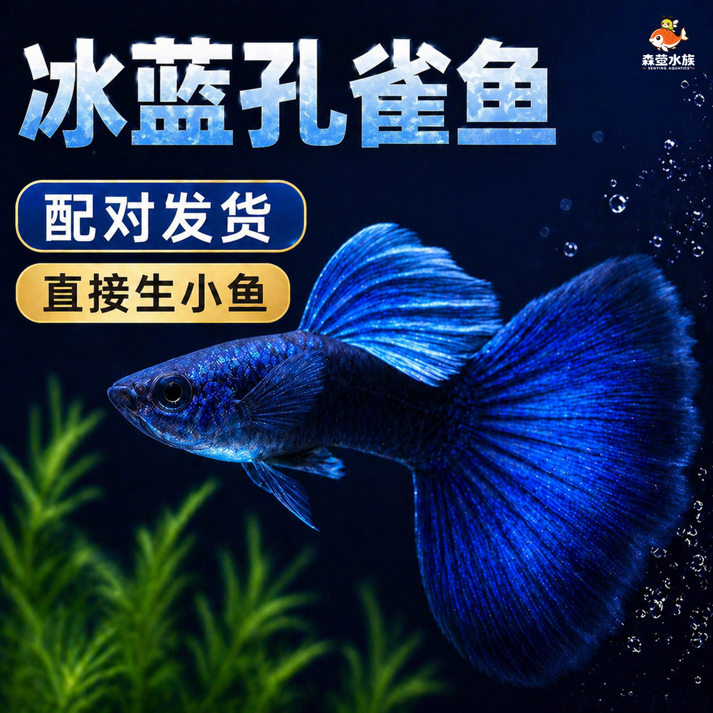 精品冰蓝孔雀鱼活鱼纯种大尾巴孕母临产凤尾鱼小型热带观赏鱼鱼苗