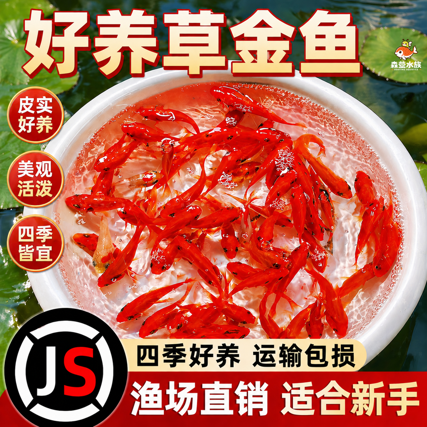 草金鱼活鱼观赏鱼锦鲤鱼苗淡水鱼冷水鱼小型耐活活体小金鱼红草金