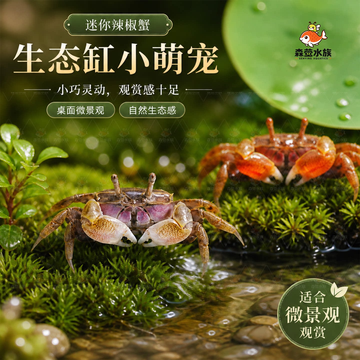 迷你辣椒蟹小螃蟹观赏蟹活体爬宠微景观淡水可深水除藻清洁工具蟹
