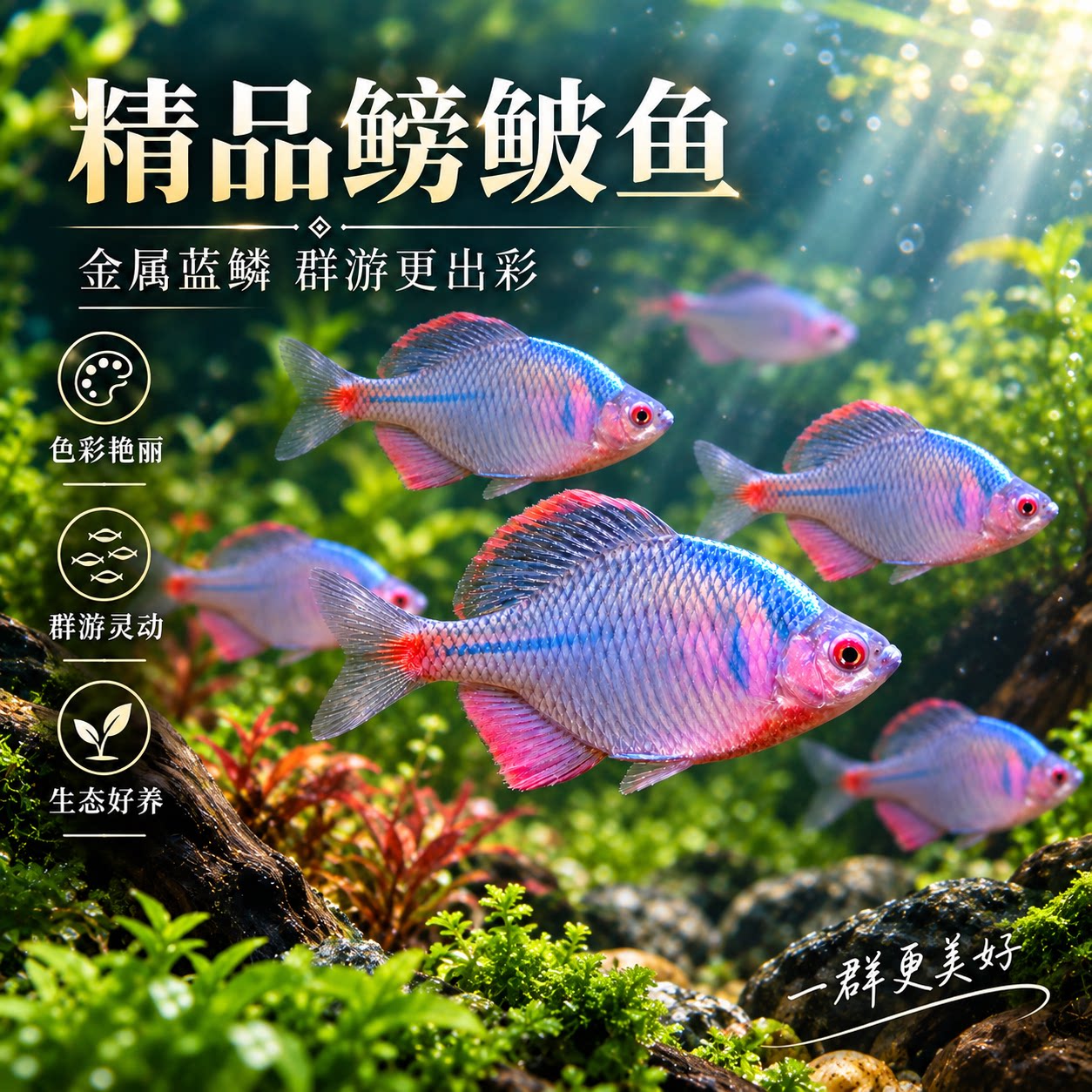 中国原生高体鳑鲏鱼广温观赏鱼发色艳丽活体易饲养好养耐活