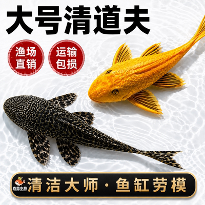 鱼缸清道夫清洁工除藻专吃屎垃圾粪便清理藻类残饵热带淡水观赏鱼