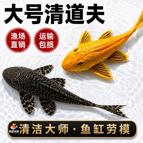 鱼缸清道夫清洁工除藻专吃屎垃圾粪便清理藻类残饵热带淡水观赏鱼