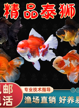 泰狮金鱼兰寿金鱼活鱼百褶泰狮好养淡水冷水鱼观赏鱼国粹草金鱼苗