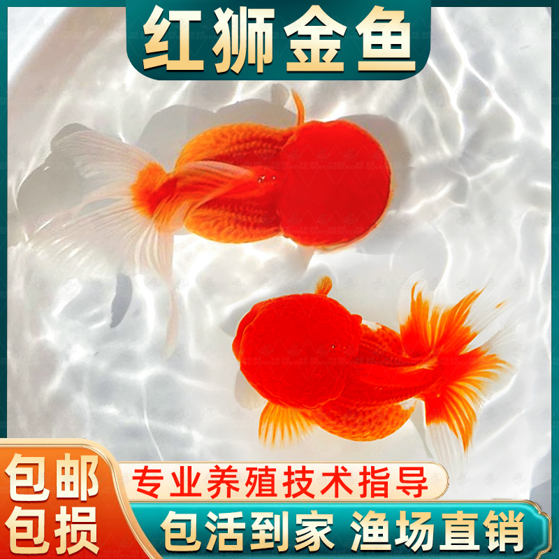 红国狮金鱼活鱼红狮子头观赏鱼鹤顶鸿运当头鱼淡水冷水鱼好养耐活