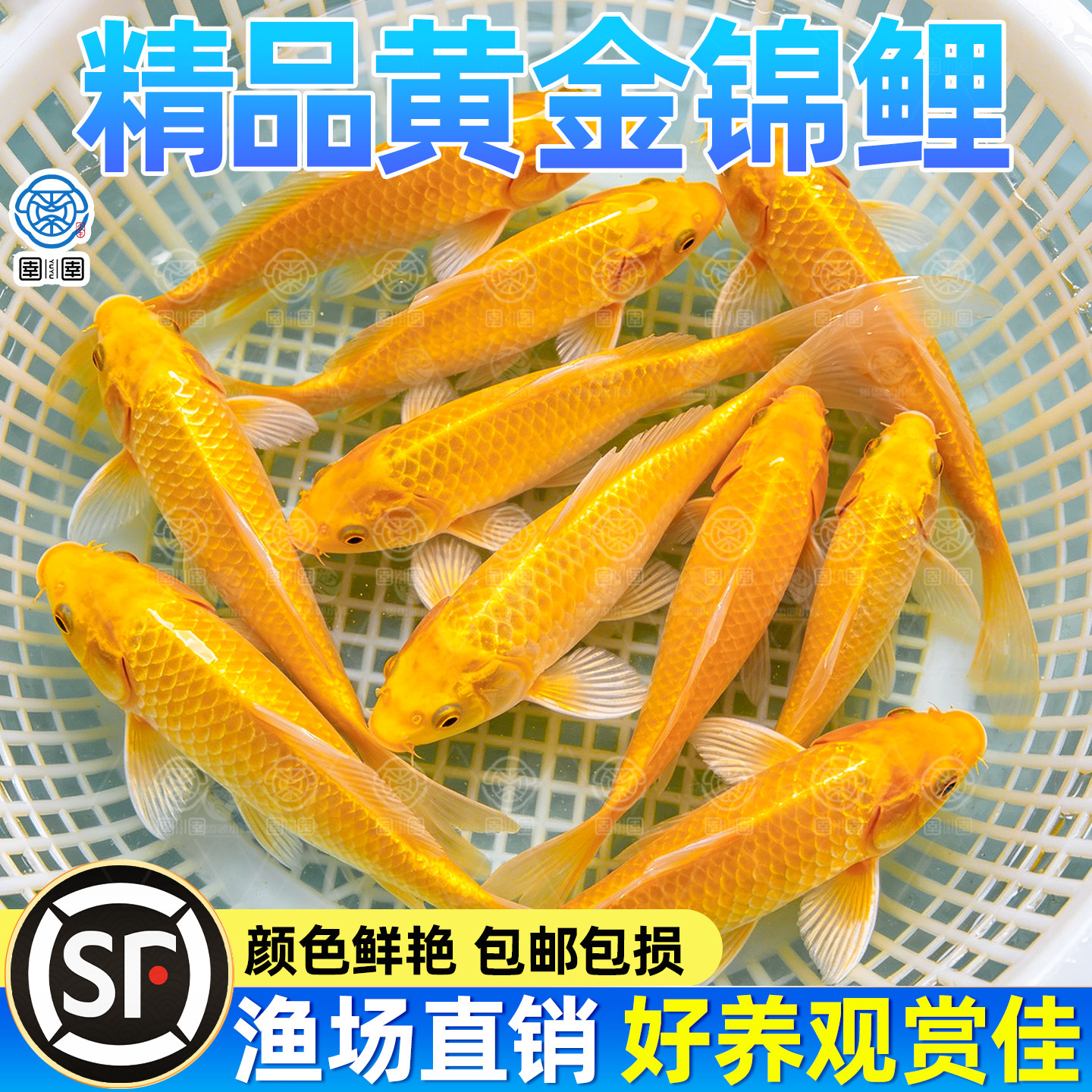 顺丰黄金锦鲤活鱼鱼金鱼活鱼好养耐活冷水鱼鱼苗活体小金鱼观赏鱼