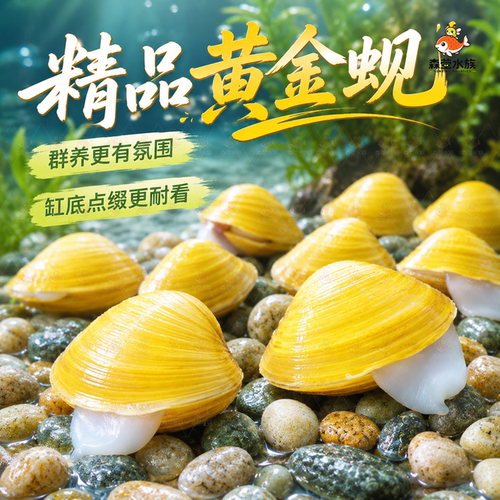 黄金蚬河蚬溪蚬小河蚌黄金螺除藻清洁净水观赏鱼缸吃鱼粪便清理工