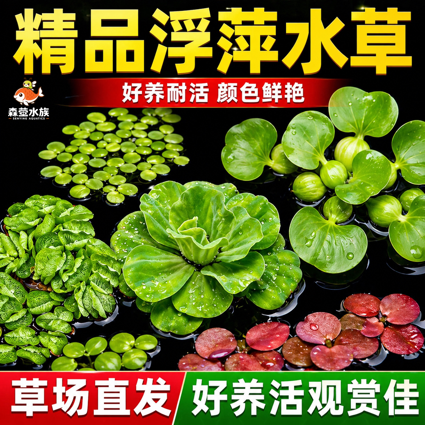 浮萍水草植物鱼缸造景冒泡水培一叶莲水芙蓉水葫芦睡莲净水真水草