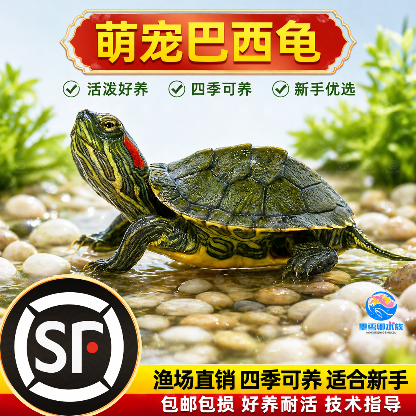 乌龟活物红耳巴西龟草龟爬宠好养可认主宠物观赏适合家养的小乌龟