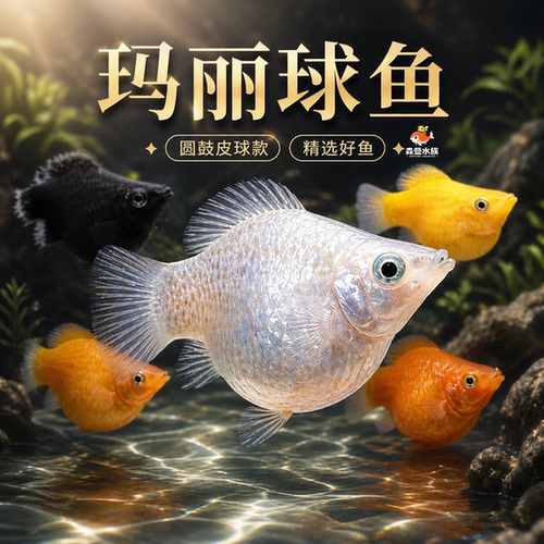玛丽球鱼观赏鱼孕产易养