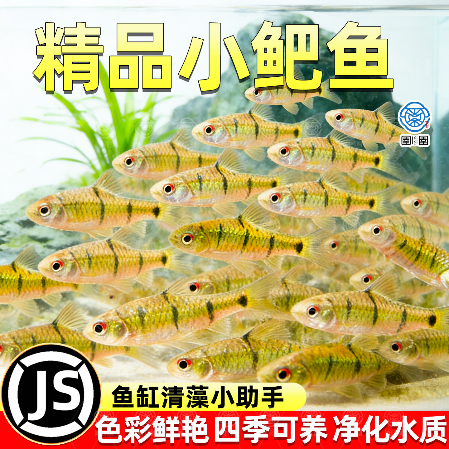 小鲃鱼中国斗鱼伴侣条纹小鲃原生鱼冷水淡水小鱼苗耐寒群游观赏鱼