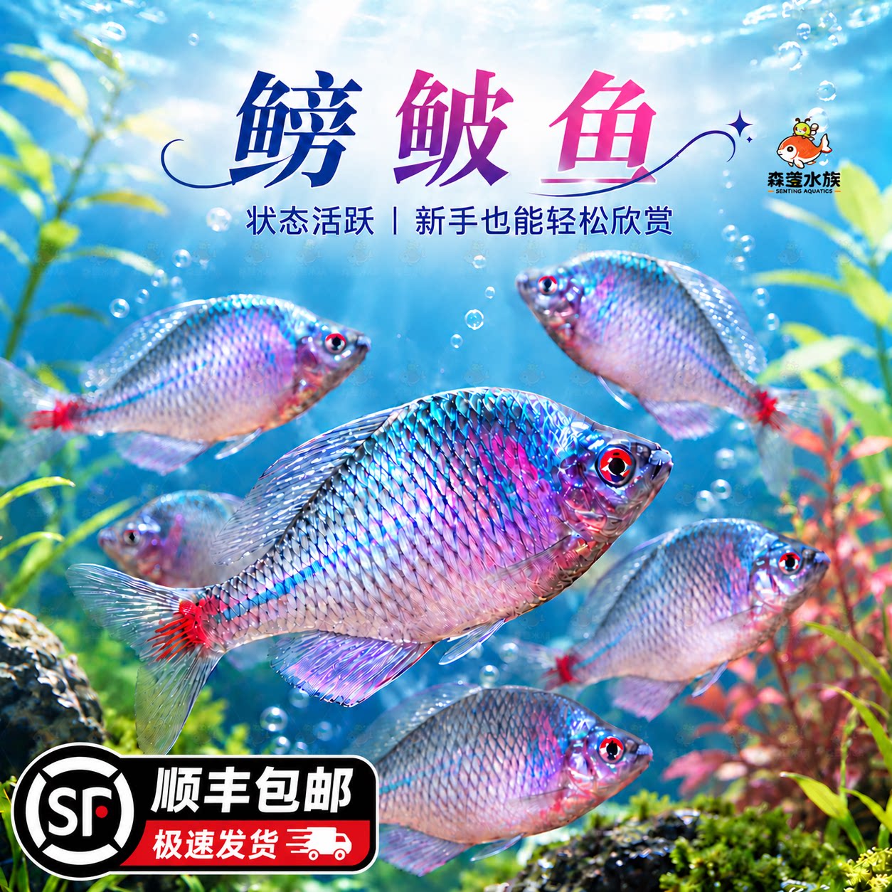 鳑鲏鱼观赏鱼冷水鱼原生鱼七彩旁皮鱼高体旁皮活体小型淡水鱼好养