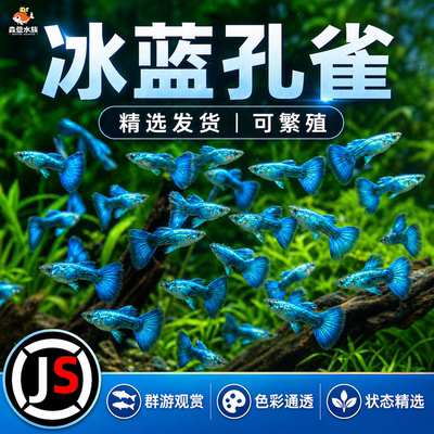 冰蓝孔雀鱼活鱼观赏鱼缸小鱼苗淡水耐活好养自来水金鱼小型热带鱼