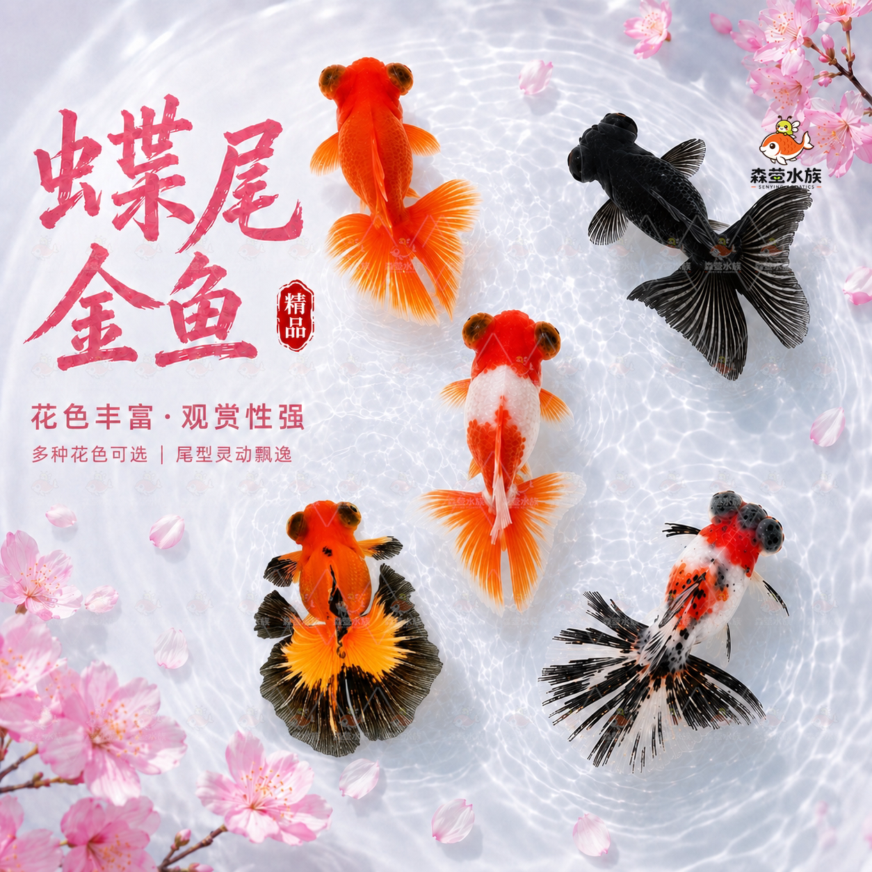 蝶尾金鱼活鱼观赏鱼红白包金蝶尾大眼冷水淡水鱼好养耐活泰狮兰寿