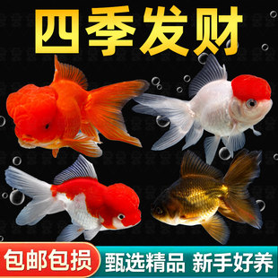 红狮子头金鱼鸿运当头红鱼苗冷水鱼龙镜淡水鱼闯缸鱼宠物鱼观赏鱼