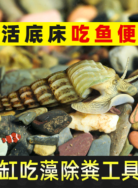 马来螺淡水观赏螺苹果螺鱼缸除藻清洁翻砂工具螺吃残食淡水螺活体