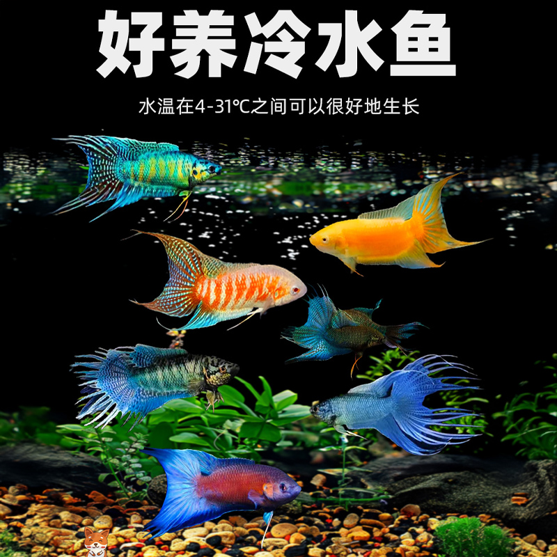 观赏鱼中国斗活体冷水淡好养耐金