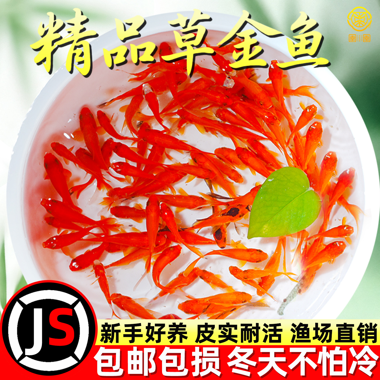 观赏鱼草金鱼小型淡水耐活冷水好养活鱼体家养闯缸饲料鱼红鲫鱼苗
