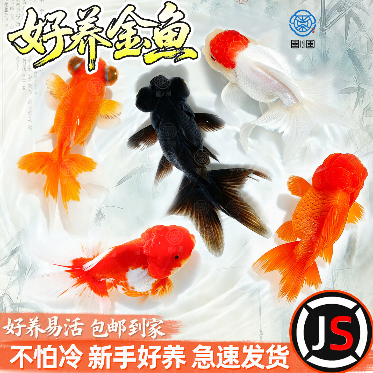 金鱼活鱼黑龙睛红龙睛观赏鱼小型活体冷水鱼淡水鱼好养耐活小鱼苗
