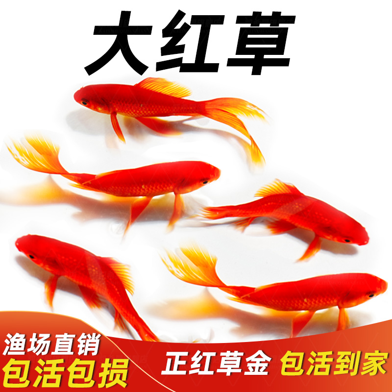长尾大红草金活体鱼锦鲤好养淡水