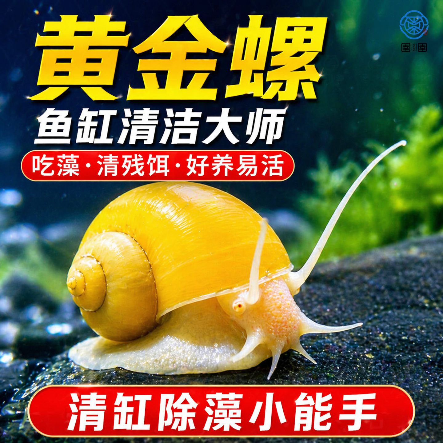 黄金螺鱼缸清洁除藻大号观赏螺活体淡水螺净水清理鱼屎粪便工具螺