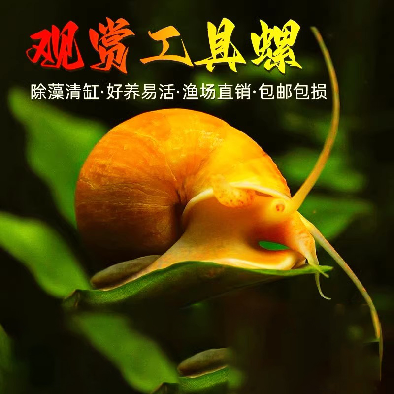 黄金螺除藻螺观赏螺清洁螺鱼缸吃藻螺苹果螺斑马螺吃粪工具淡水螺