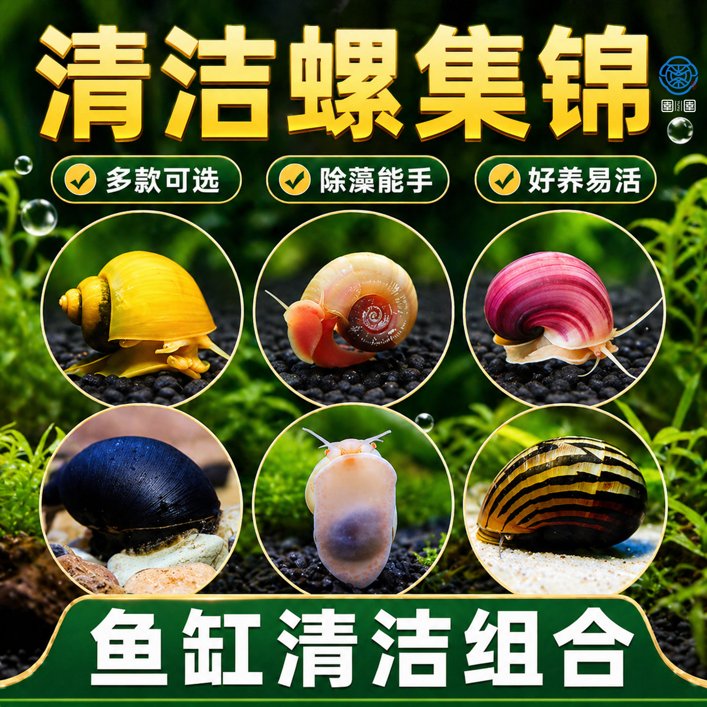 观赏螺苹果螺鱼缸除藻淡水工具吃藻清缸清理小宠物黄金螺大号蜗牛