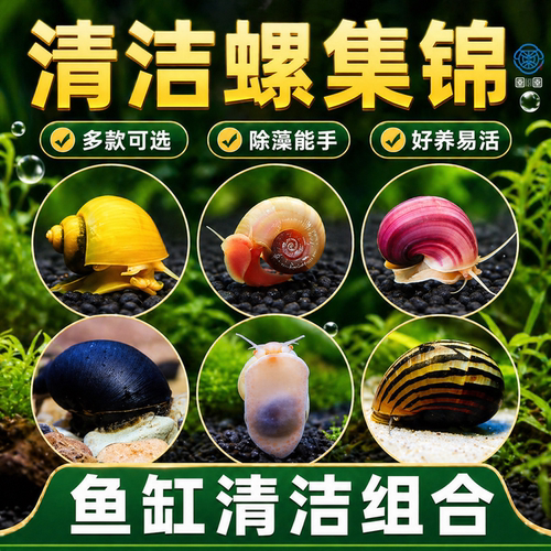 观赏螺苹果螺鱼缸除藻淡水工具吃藻清缸清理小宠物黄金螺大号蜗牛