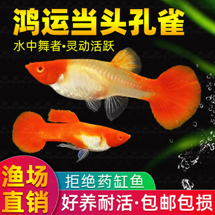 鸿运当头纯种红头孔雀鱼活体观赏鱼小型热带淡水鱼好养胎生凤尾鱼