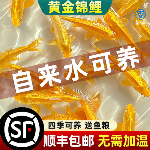 黄金锦鲤活鱼招财好养耐冷水苗体
