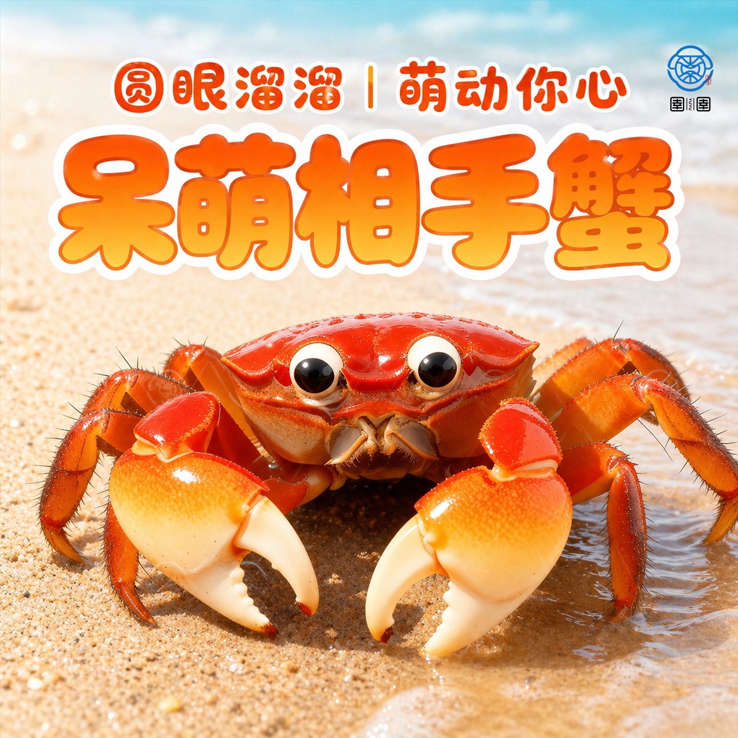 相手蟹淡水螃蟹活体观赏蟹桌面爬宠水果蟹相守蟹宠物蟹水族清洁工