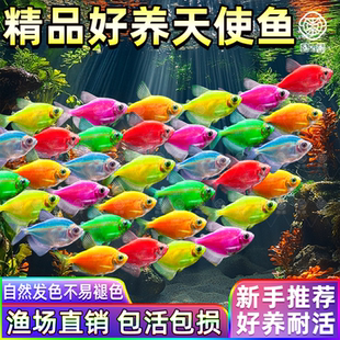 天使鱼观赏鱼活鱼大号群游活体斑马孔雀热带鱼小型鱼淡水好养耐活