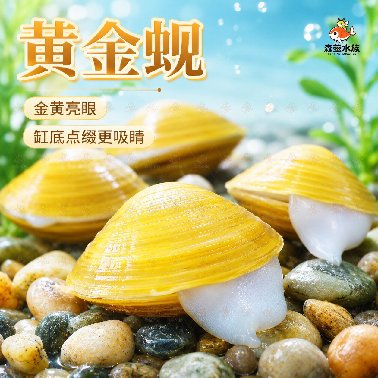 黄金蚬专吃鱼屎粪便净水河蚌冷水清道夫淡水观赏鱼清洁工具观赏螺图片