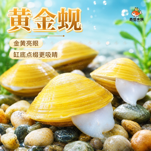 黄金蚬专吃鱼屎粪便净水河蚌冷水清道夫淡水观赏鱼清洁工具观赏螺
