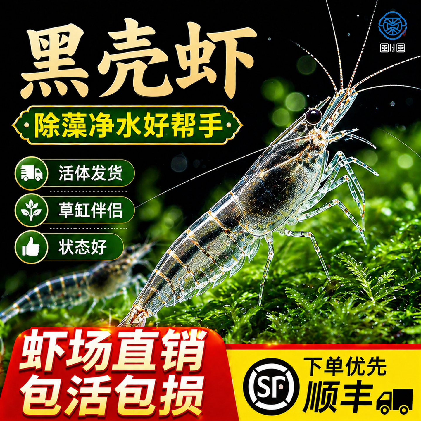 顺丰黑壳虾除藻观赏虾活虾淡水活体饲料草缸清洁好养造景缸工具虾