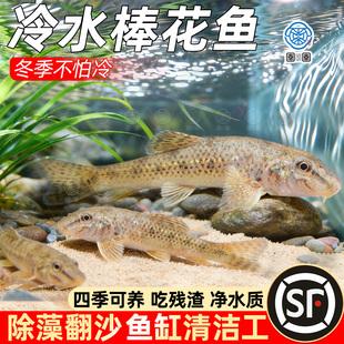 棒花鱼原生观赏鱼冷水清道夫鱼缸清洁吃鱼屎粪底层翻砂工具老鼠鱼