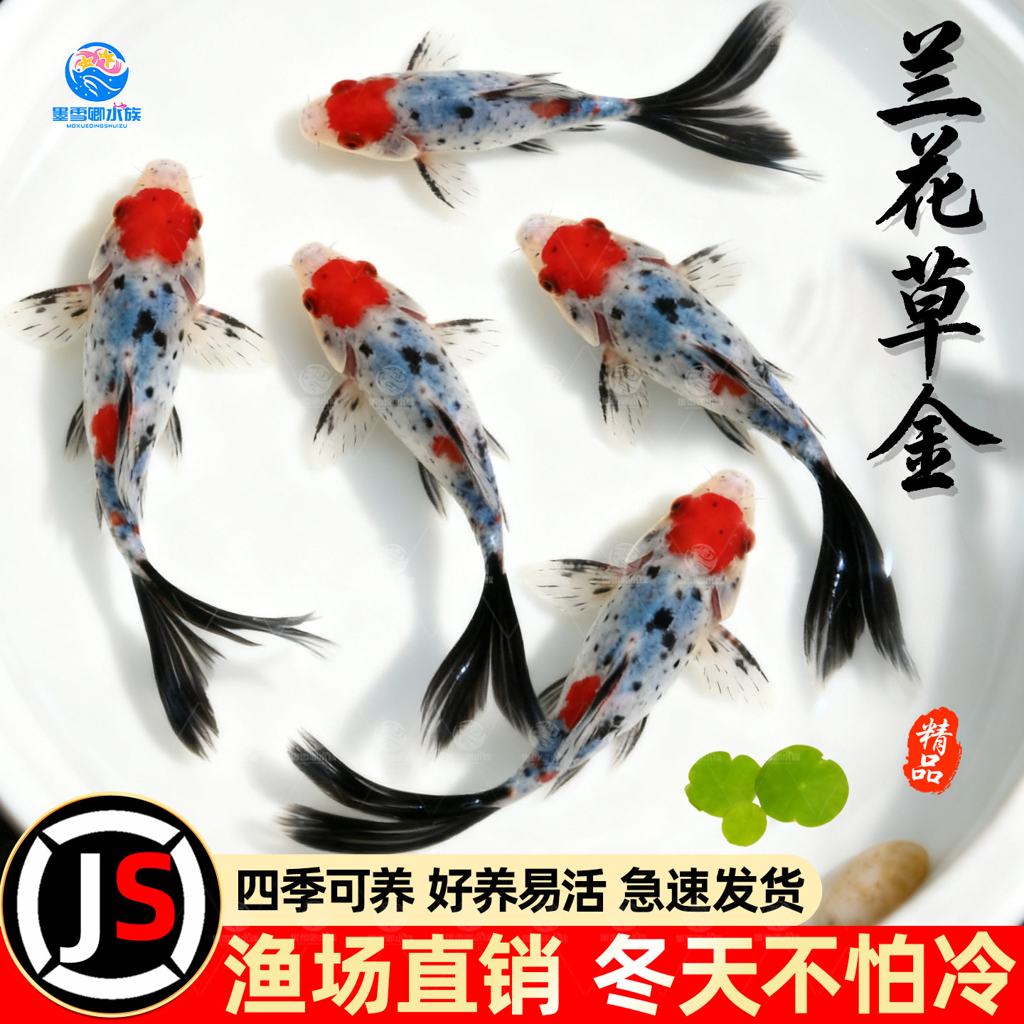 兰花草金锦鲫长尾观赏鱼金鱼活鱼冷水鱼好养耐活耐寒锦鲤活体鱼苗