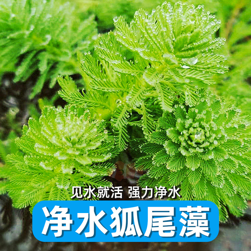 净水植物狐尾藻沼泽过滤草大聚陆