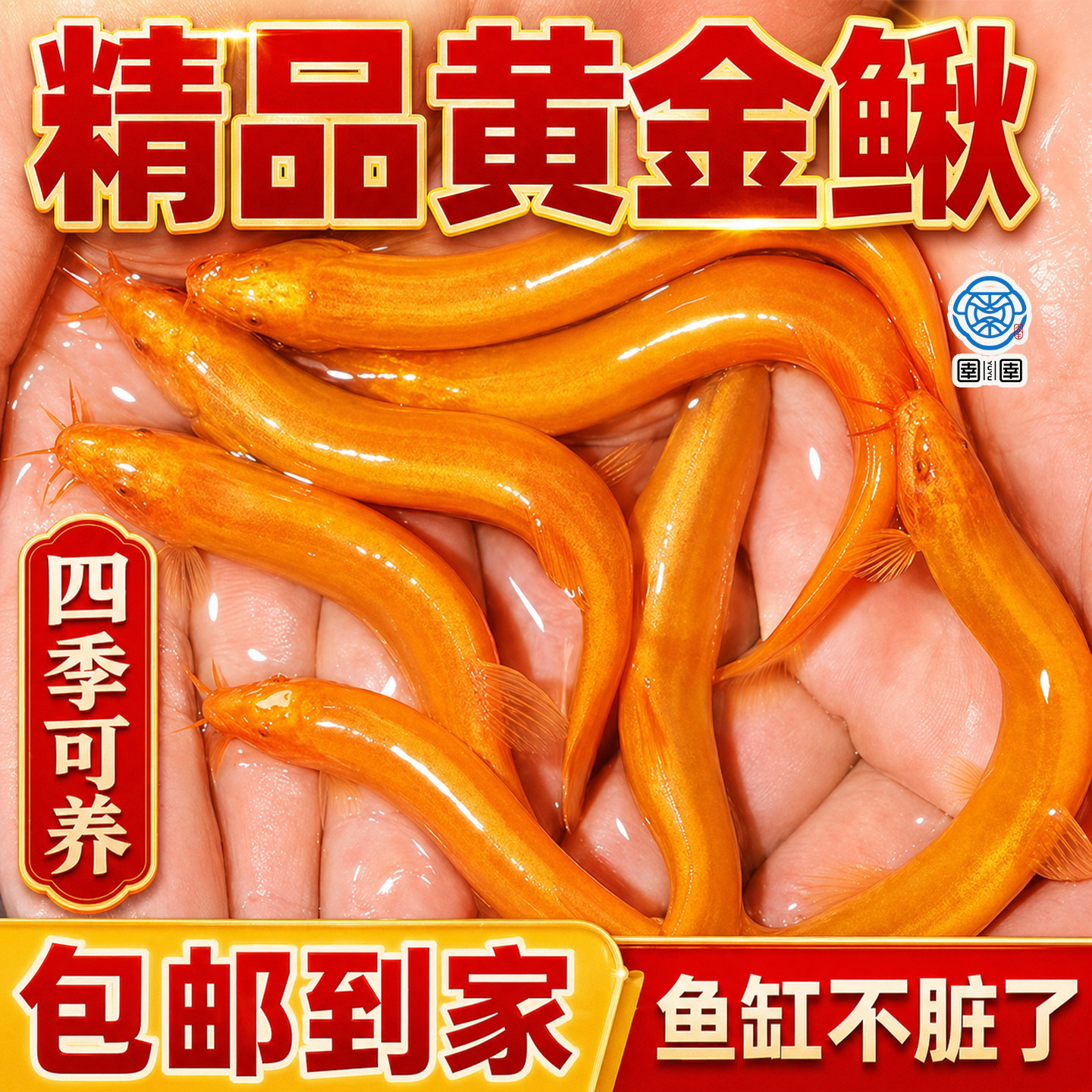 黄金泥鳅观赏鱼清道夫大号黄金鳅清洁工具鱼冷水淡水好养耐活鱼苗