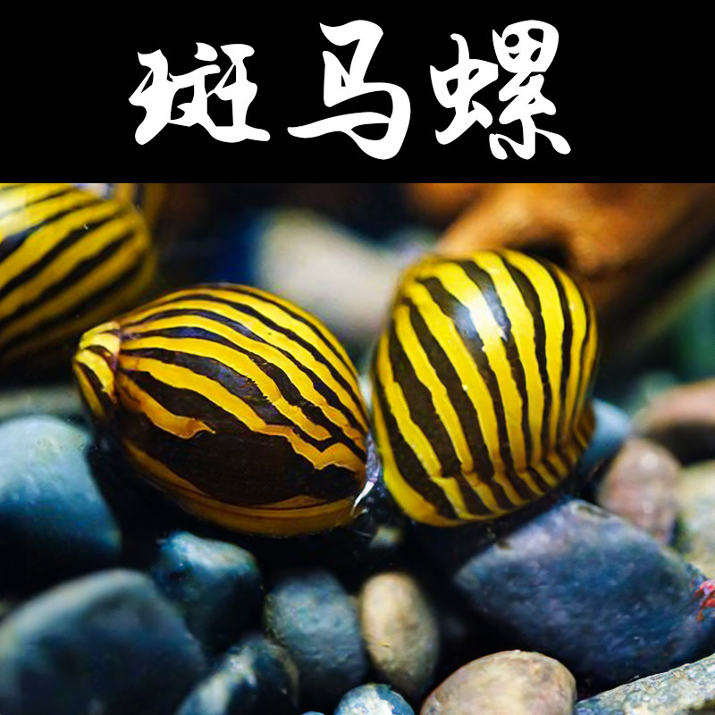斑马螺草缸除藻工具螺好养淡水观赏螺吃鱼龟粪便清洁鱼缸活体宠物,宠物/宠物食品及用品,鱼,淘宝优惠券,粉丝福利购,淘宝优惠卷