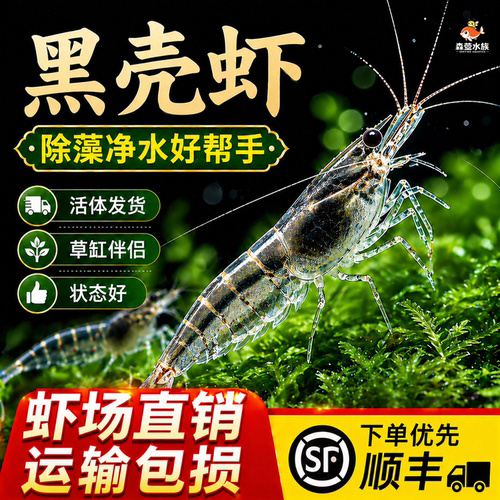顺丰黑壳虾除藻观赏虾活虾淡水活体饲料草缸清洁好养造景缸工具虾