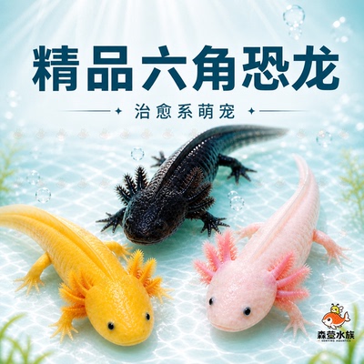 六角恐龙鱼活体淡水好养观赏鱼